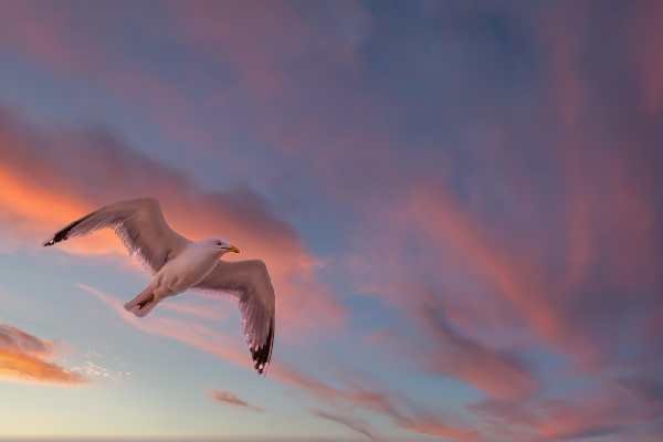 bird-wing-clouds