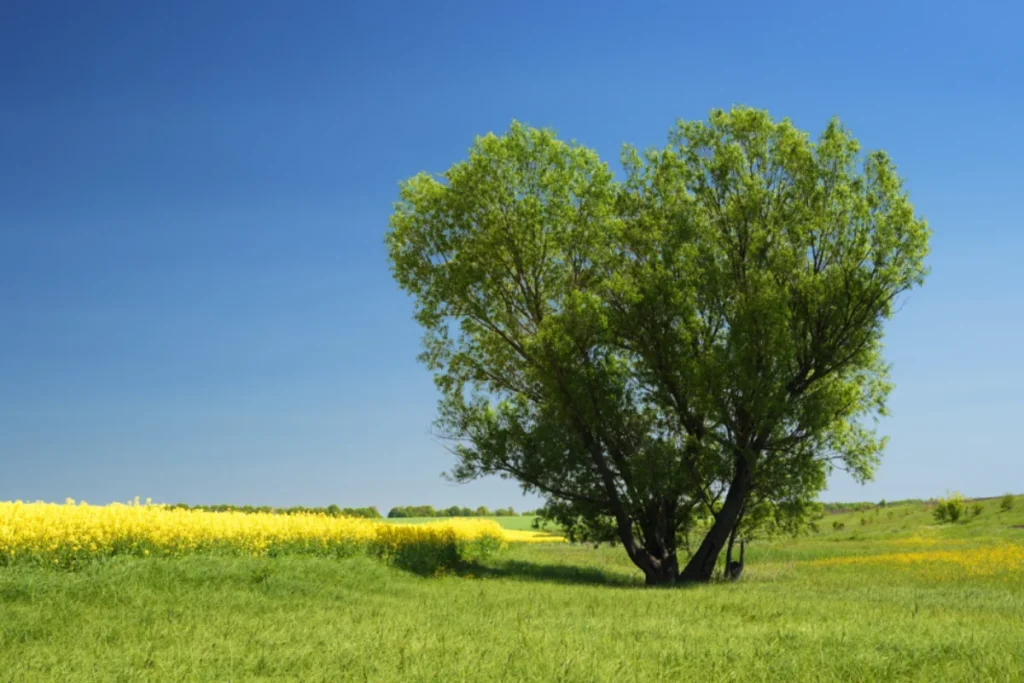 eco-friendly-funeral