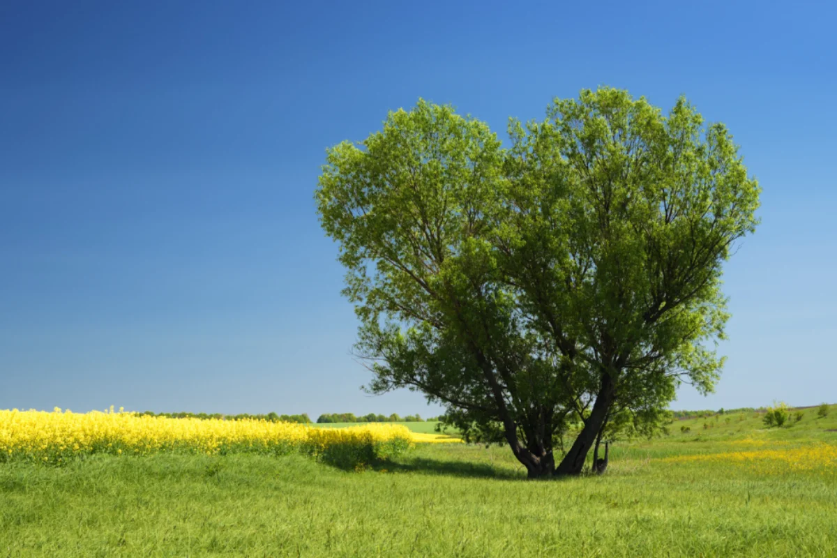 eco-friendly-funeral