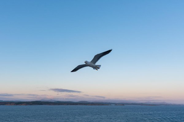 Beautiful photo of the sea waves bird flying