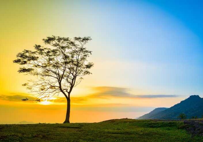 one-tree-slope-hill-mountain