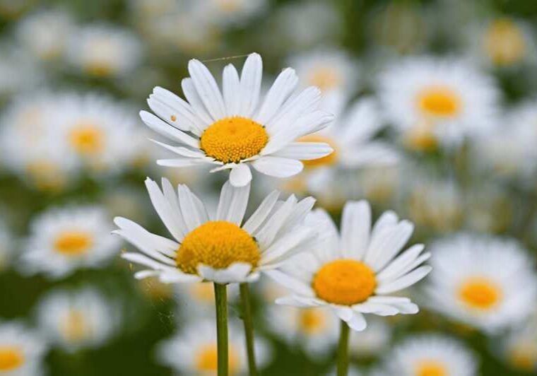 white-yellow-flowers